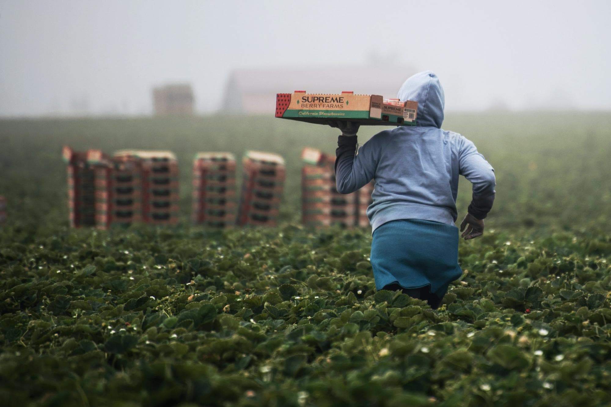 Temporera gana juicio laboral contra empresa